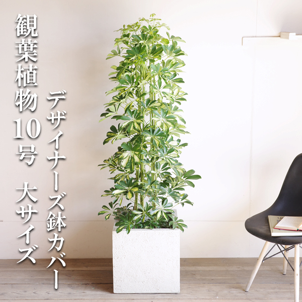 楽天市場】観葉植物 大型 シェフレラ 青 ホンコンカポック 10号 