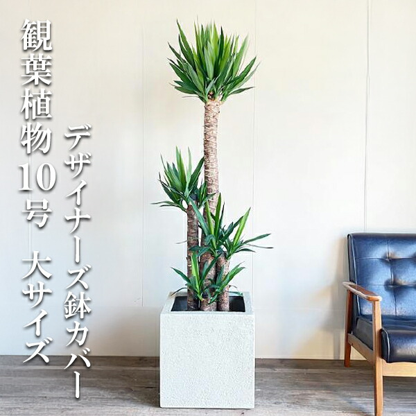 楽天市場】【お得クーポン配布中】 観葉植物 大型 屋外 ユッカ フィリ