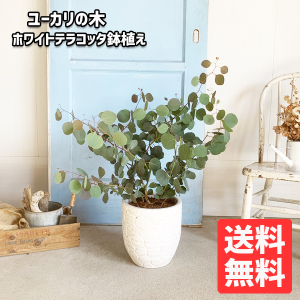 ユーカリ 白さテラコッタ鉢植え 観葉植物 送料無料 苗 苗木 バルコン テラス ベランダ 草本 表徴成木 銀リーフ バルコニスト 玄関 Dssgfellowship Org