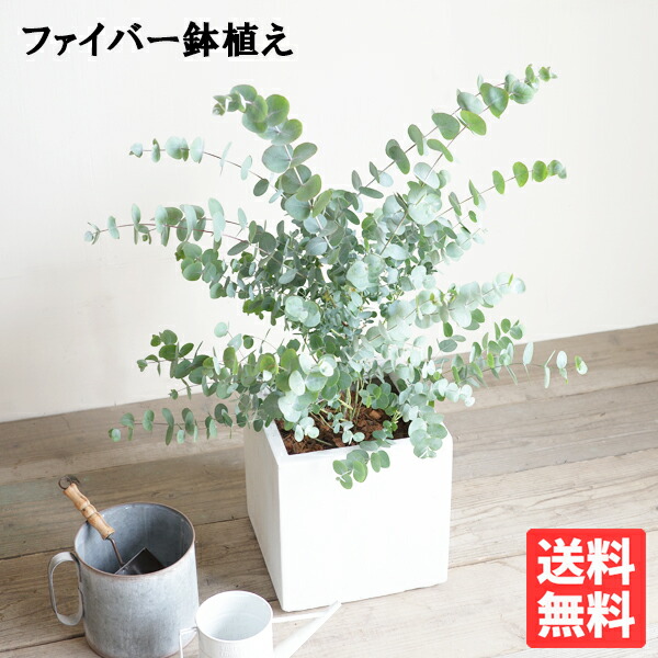 楽天市場】ユーカリ ユーカリの木 アンティークテラコッタ鉢植え 観葉植物 送料無料 苗 苗木 ベランダ テラス バルコニー ハーブ シンボルツリー  シルバーリーフ バルコニスト 玄関 : 観葉植物のthe・green