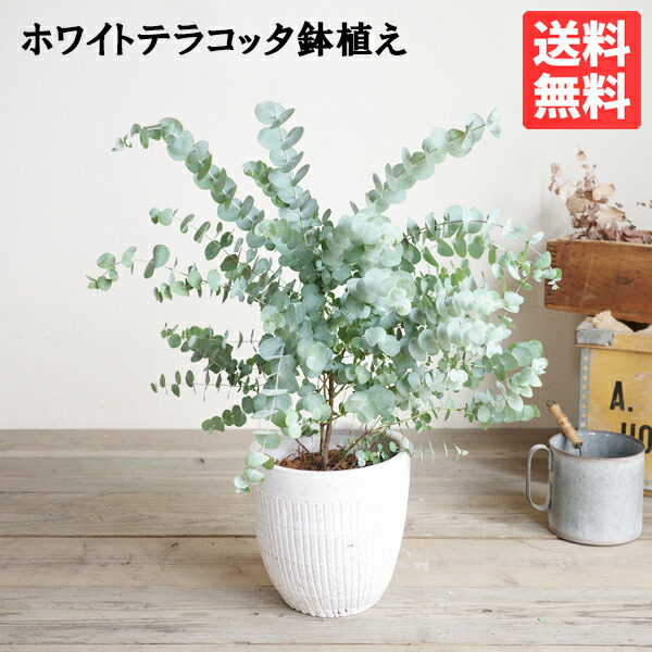 ユーカリノキ 白いことテラコッタ鉢植え 観葉草木 貨物輸送無料 苗 若木 回廊 中庭 露台 草本 符帳天然木 しろがね色岩礁 バルコニスト 入り口・入口