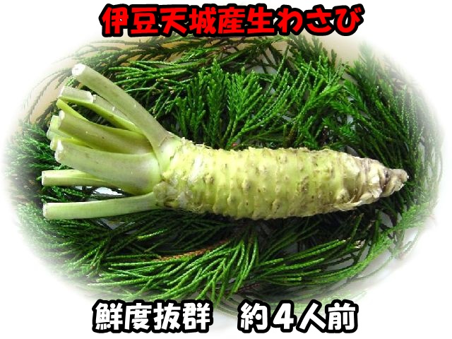 楽天市場】山葵〈ワサビ〉1本、50g〜100g前後 : 【築地通販