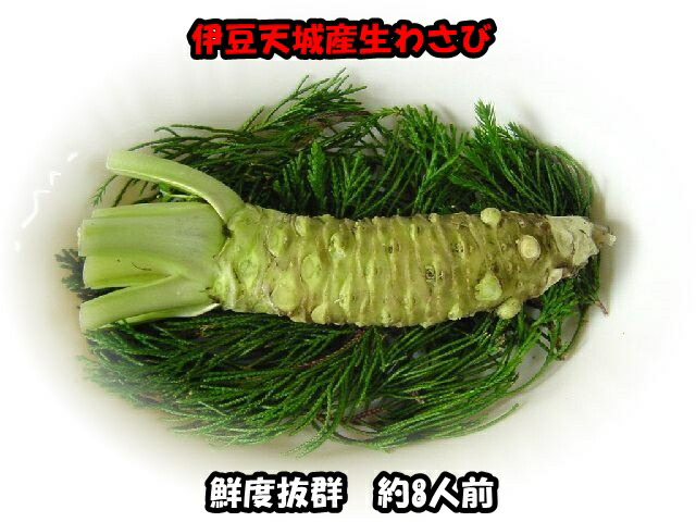 楽天市場】【送料無料】業務用生わさび 1Kg（中サイズ不揃い