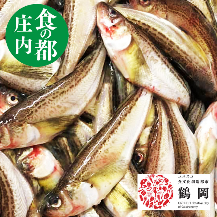 ハタハタ 生 1ｋｇ（8～14尾） 冷蔵 山形県庄内浜産 はたはた 食の都庄内 手塚商店