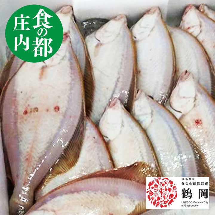 楽天市場】マガレイ（口細カレイ） 生冷蔵 1kg（4～8枚） 山形県庄内