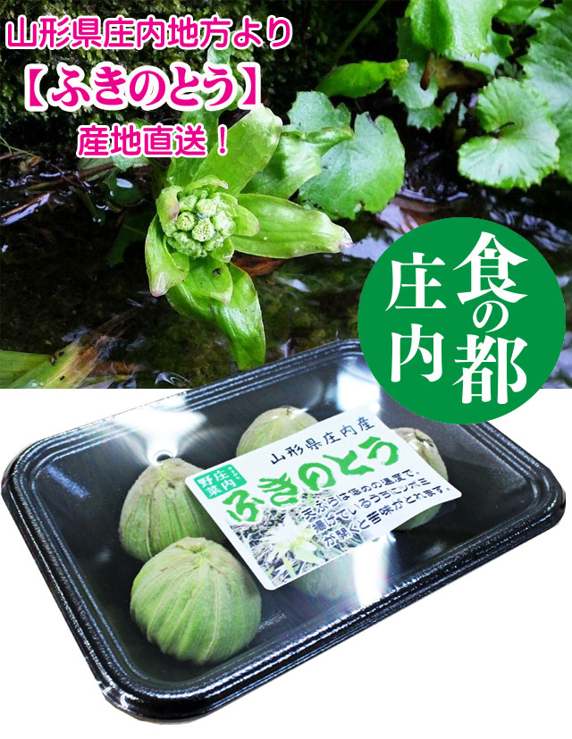 楽天市場 山菜 ふきのとう 50ｇ 山形県庄内産 産地直送 フキノトウ ばんけ 野菜 庄内野菜 食の都庄内 お食い初め鯛料理の店ザ フレア