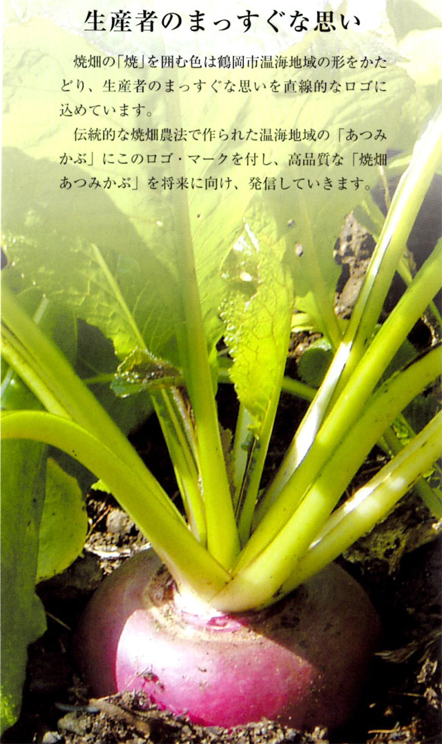 楽天市場 野菜 赤かぶ 1ｋｇ 10個前後 常温 山形県鶴岡市一霞地区 旧 温海町一霞 栽培期間中無肥料 無農薬 赤カブ かぶら お食い初め鯛料理の店ザ フレア