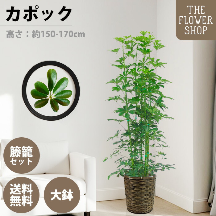 観葉草木 パンヤ 高さ：約150-170糎 10号 緑であること 差し上げ物 差し上げ物 クリスマス 母の日 父の日 敬老の日 儀式用 開店御祝 新居御祝 入会御祝 上場御祝 室内装飾 今めかしい 貨物輸送無料 手かご付き添い人 カゴ付き添い人