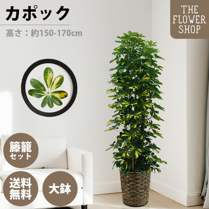 楽天市場】【選べるサイズ】観葉植物 ポトスタワー 高さ：約80