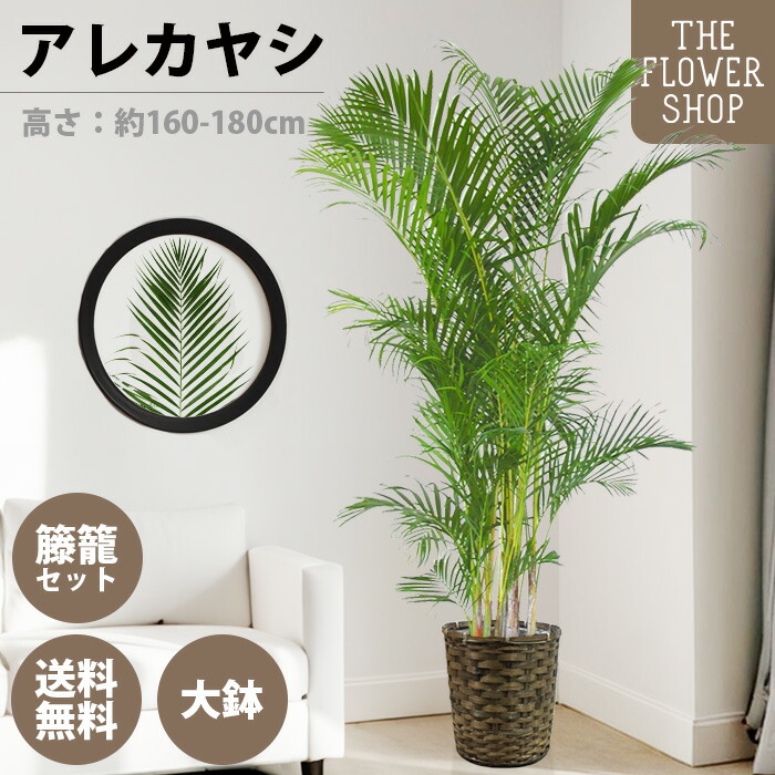楽天市場】植物専用LEDライト Plants NEXTLIGHT PAR30 口金E26