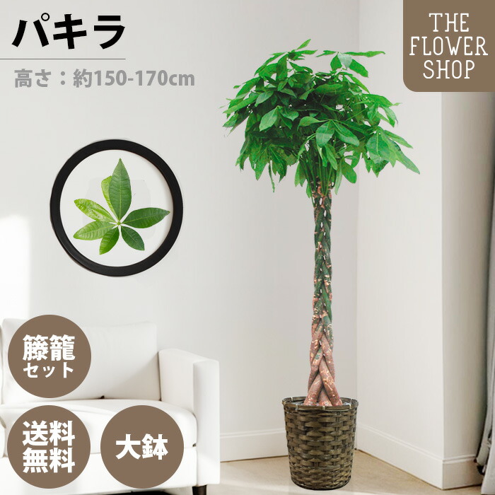 楽天市場】観葉植物 斑入りパキラ ムーンライト 6号鉢 パキラ 送料無料
