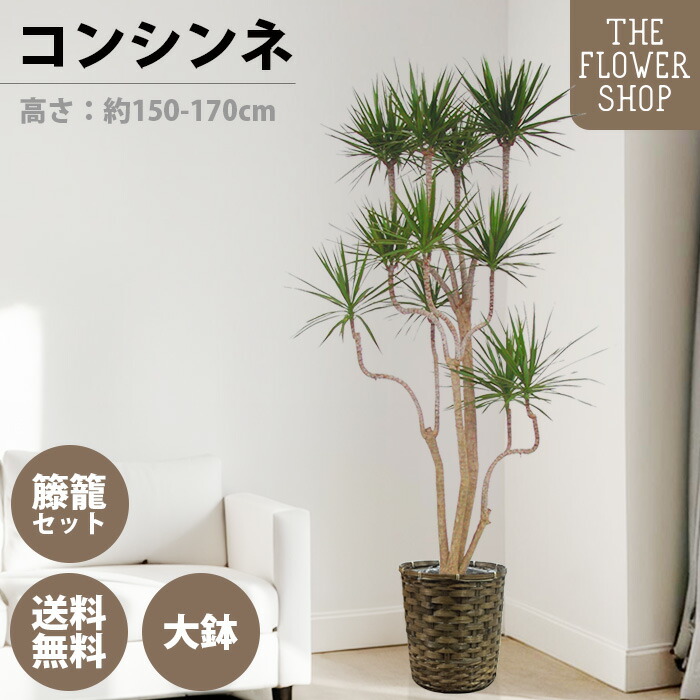 楽天市場】観葉植物：ドラセナ コンシンネ 龍*8号セラアート鉢 受皿付