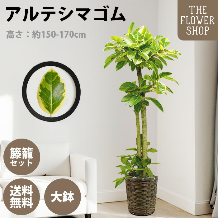 観葉草木 アルテシマゴム 高さ：約150-170糎 10号 緑であること 差し上げ物 差し上げ物 クリスマス 母の日 父の日 敬老の日 儀式用 開店御祝 新居御祝 入会御祝 上場御祝 室内装飾 今めかしい 貨物輸送無料 手かご付き添い人 カゴ付き添い人
