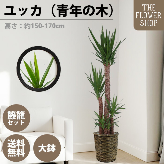 楽天市場】観葉植物 ユッカ 8号鉢 【全国送料無料】青年の木 育て