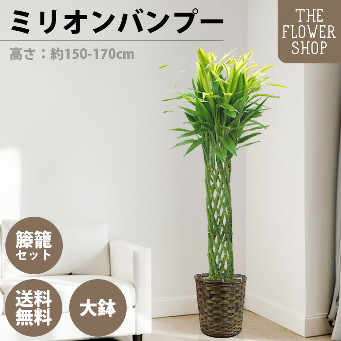 【百貨店SALE】【選べる大きさ】観葉草木 ミリオンバンブー 高さ：約80-100珊 約160-180珊 緑であること 差し上げ物 差し上げ物 クリスマス 母の日 父の日 敬老の日 祝賀会 開店御祝 新居御祝 入会御祝 上場御祝 貨物輸送無料 提げ篭付き添い人 カゴ付き添い人