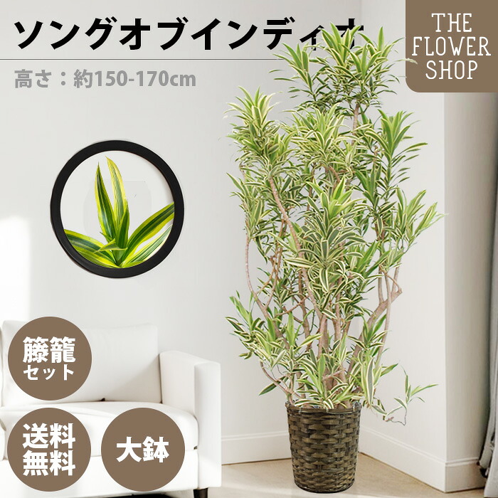【百貨店SALE】【選べる大きさ】観葉草木 ソングオブインディオ 高さ：約80-100珊 約160-180珊 緑であること 差し上げ物 差し上げ物 クリスマス 母の日 父の日 敬老の日 祝賀会 開店御祝 新居御祝 入会御祝 上場御祝 室内装飾 貨物輸送無料 提げ篭付き添い人 カゴ付き添い人