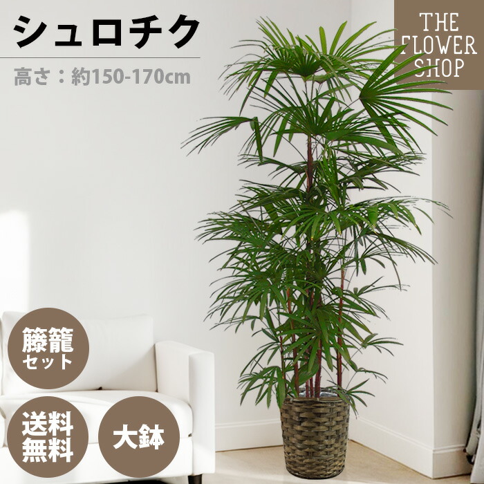楽天市場】【楽天スーパーSALE】【選べるサイズ】観葉植物 シュロチク