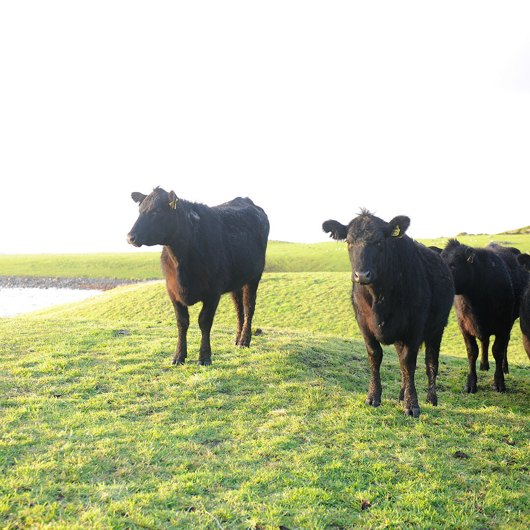 送料無料 グラスフェッドビーフ トマホークステーキ 1kg ブロック肉 オーストラリア産 B133a 牧草牛 牛肉 バーベキュー オージー q ビーフ
