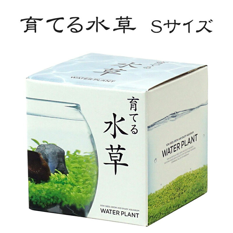 楽天市場 育てる水草 Ll Gd 841 栽培キット インテリア おしゃれ プレゼント 聖新陶芸 ｌｅａｆｓ