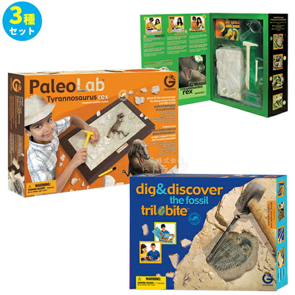 楽天市場】化石発掘セット 三葉虫 本物の三葉虫の化石付き 化石模型 ED