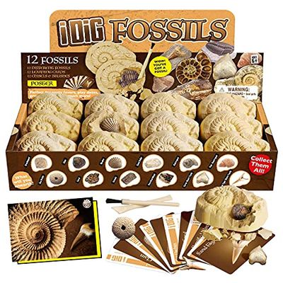 楽天市場】化石発掘3種セット 化石発掘プレート ティラノサウルス