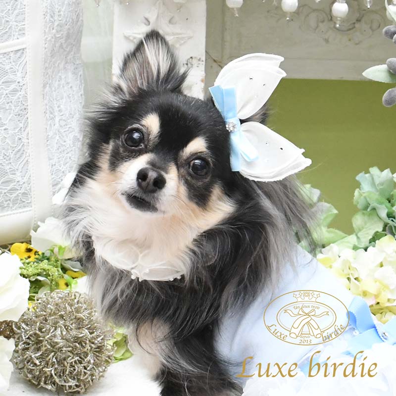 Sale 56 Off リュクスバーディ Luxe Birdie ラパンバレッタ 小型犬 アクセサリー バレッタ ヘアピン ヘアーアクセサリー セレブ 送料無料 Whitesforracialequity Org Sale 56 Off リュクスバーディ Luxe Birdie ラパンバレッタ 小型犬 アクセサリー バレッタ ヘアピン ヘアーアクセサリー セレブ 送料無料 Whitesforracialequity Org