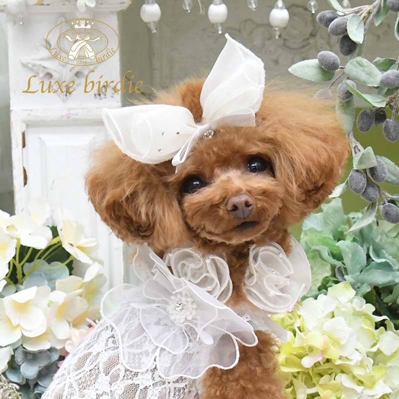 Sale 56 Off リュクスバーディ Luxe Birdie ラパンバレッタ 小型犬 アクセサリー バレッタ ヘアピン ヘアーアクセサリー セレブ 送料無料 Whitesforracialequity Org Sale 56 Off リュクスバーディ Luxe Birdie ラパンバレッタ 小型犬 アクセサリー バレッタ ヘアピン ヘアーアクセサリー セレブ 送料無料 Whitesforracialequity Org