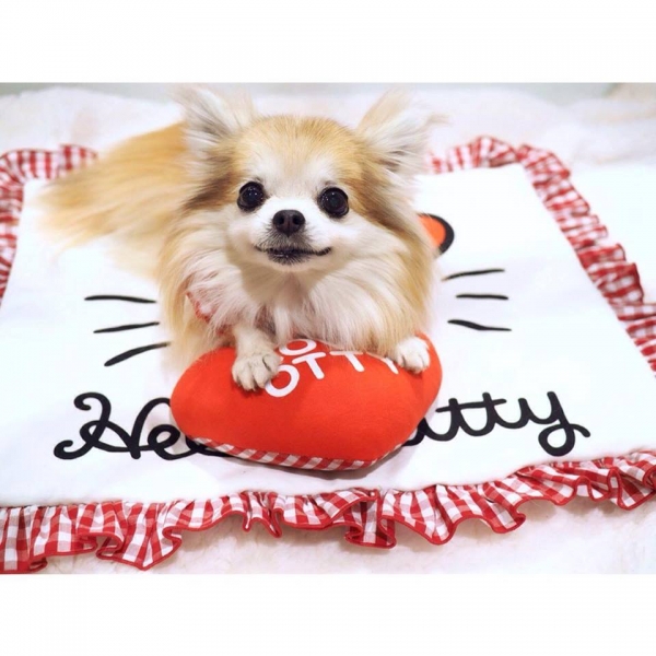 楽天市場 オッティ Otty Hello Kitty フェイス アゴ乗せ枕付きカフェマット 小型犬 ペット ブランケット マット セレブ Tiara Pets
