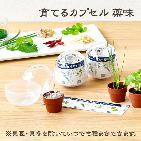 楽天市場】栽培セット カプセル 聖新陶芸 育てるカプセル 薬味 【 聖新