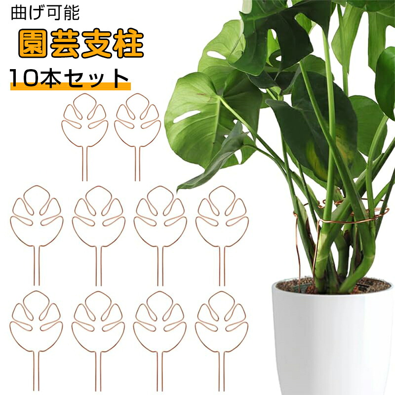 モンステラ 鉢植え 支柱付き 楽天市場】園芸支柱 モンステラ 支柱 曲げ可能 観葉植物 植物サポート