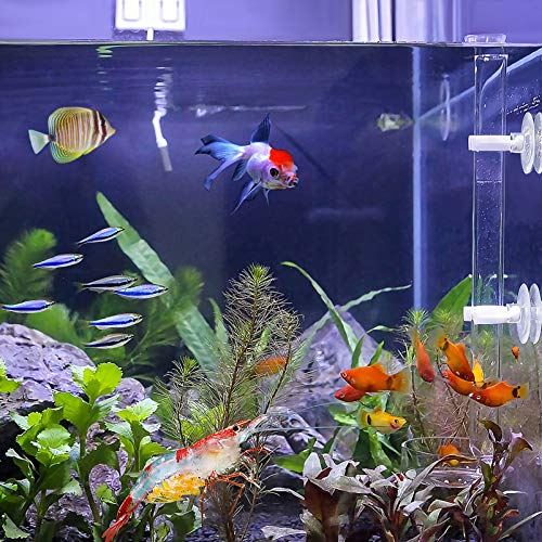 Popetpop 給餌皿 エビ餌 トレイ チューブ 1セット 水槽 アクアリウム エビ 稚魚 飼育用 給餌器 餌皿 Mydrap Com