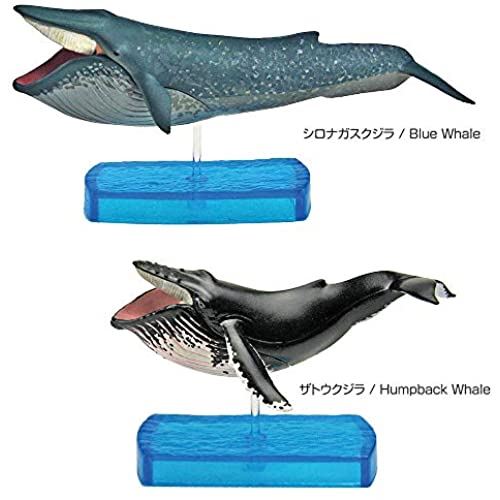 Sale 56 Off カロラータ 哺乳類 フィギュア 立体図鑑 クジラ イルカ リアル フィギュアボックス 解説書 スタンド付き 食品衛生法クリア 8種 Fucoa Cl