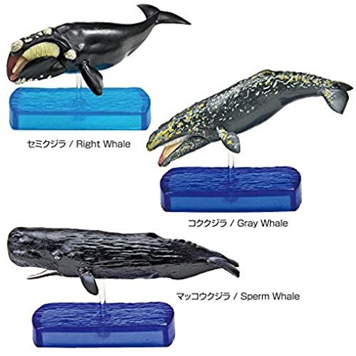 Sale 56 Off カロラータ 哺乳類 フィギュア 立体図鑑 クジラ イルカ リアル フィギュアボックス 解説書 スタンド付き 食品衛生法クリア 8種 Fucoa Cl