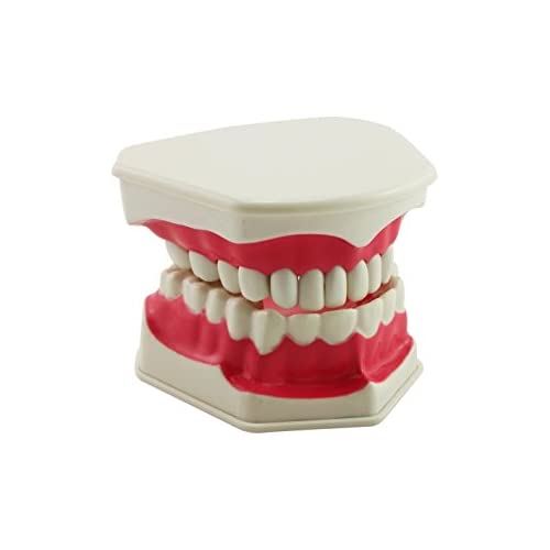楽天市場】乳歯 と永久歯の模型 : 理化学ショップ楽天市場店