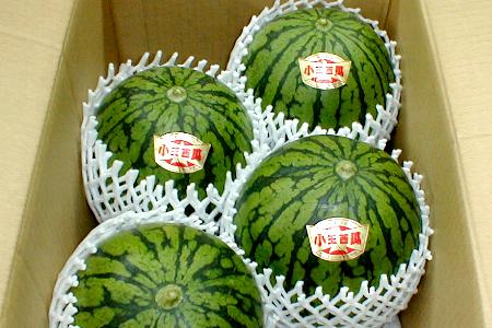 鳥取産 大栄 小玉スイカ だいえい こだますいか 2Lサイズ 4個入り|小玉西瓜 鳥取スイカ 大栄すいか