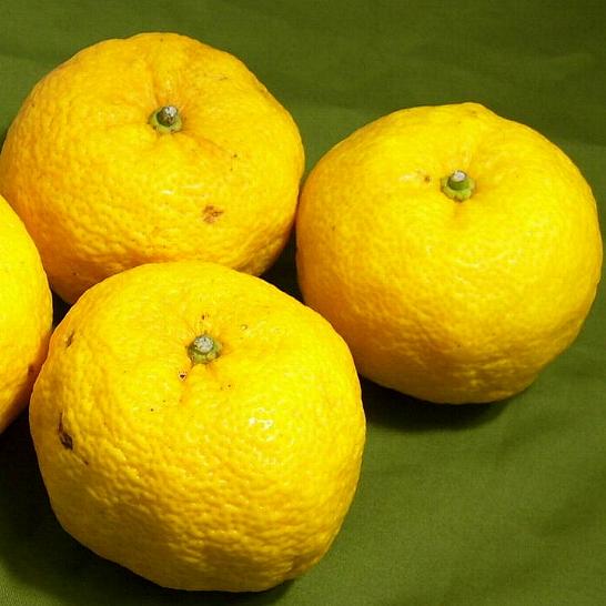 楽天市場】高知産 柚子 ゆず 大玉 8〜9個前後入り|こうち ユズ 柚風呂