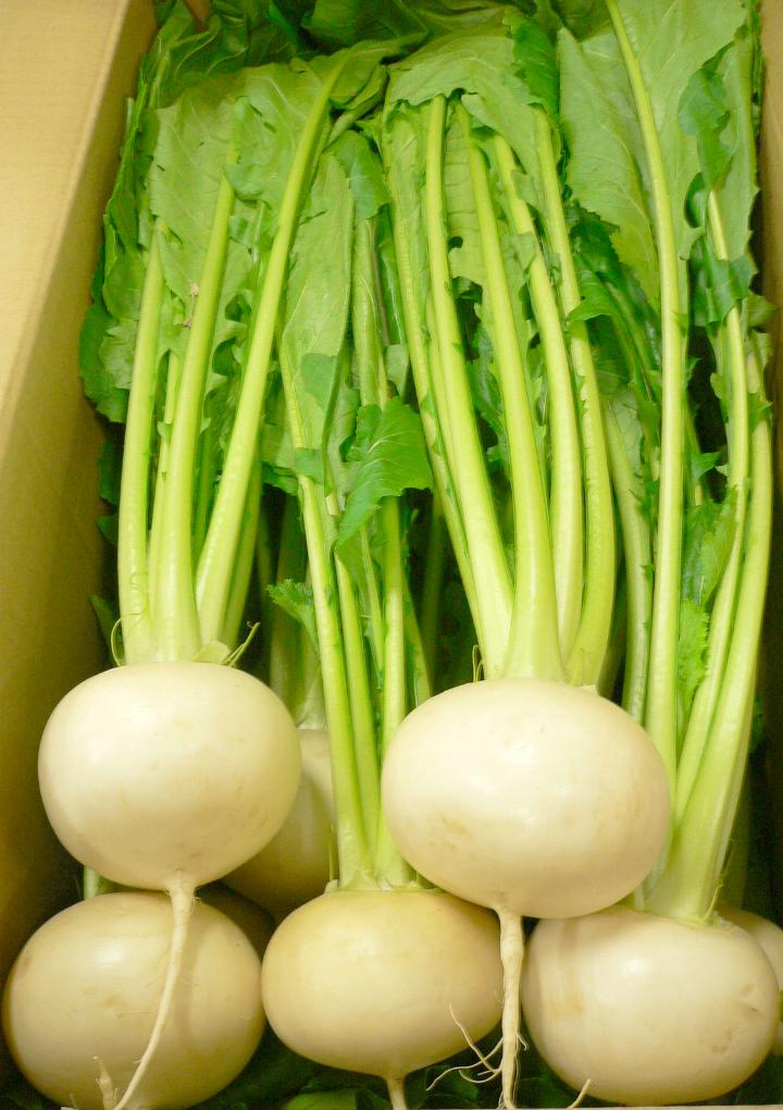 楽天市場】京こかぶ (きょうこかぶ) 2Lサイズ 3玉 京都産 【京野菜