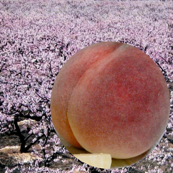 紀国 桃源郷の桃 約4kg 大玉 12 13個入り化粧箱 和歌山産 水密桃 すいみつとう モモ もも ピーチ 贈答品 ギフト Gift Sittingseat Com 紀国 桃源郷の桃 約4kg 大玉 12 13個入り化粧箱 和歌山産 水密桃 すいみつとう モモ もも ピーチ 贈答品 ギフト Gift Sittingseat Com