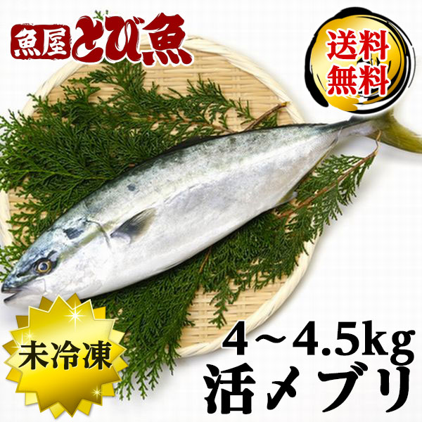 【父の日目前★セール限定クーポンで更に100円オフ】≪家計応援価格≫ 養殖ブリ 約4～4.5kg 国産 特大 業務用サイズ 養殖 活〆 ぶり ブリ 生食可 ブリ刺し 照焼き 送料無料 buri