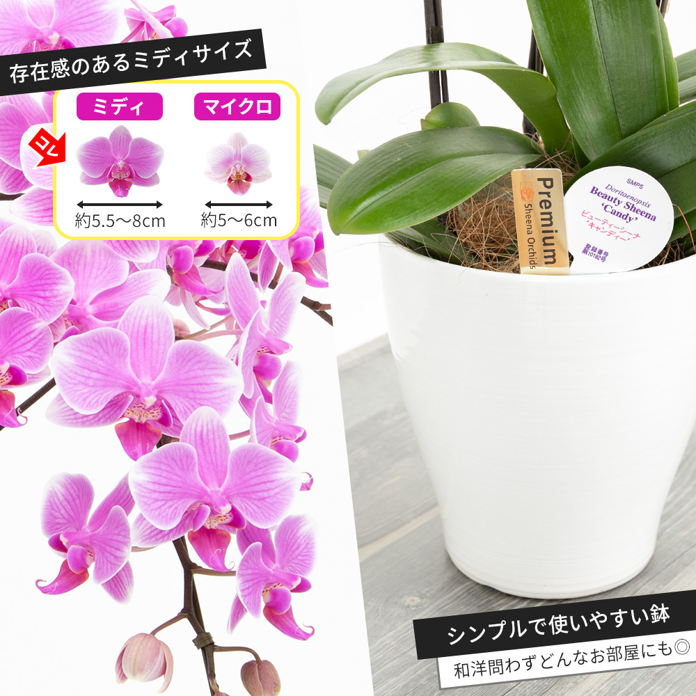 本店は ミディ 胡蝶蘭 3株 3本 6号鉢 ラッピング リボン付き 鉢植え 花 生花 鉢花 インテリア お祝い ギフト プレゼント 開店 開院 御礼 就任 退職 供花 新築 誕生日 長寿 祝い サロン ショップ お店 オフィス オーキッド 洋蘭