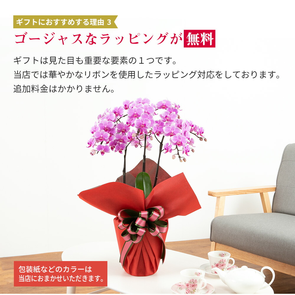 本店は ミディ 胡蝶蘭 3株 3本 6号鉢 ラッピング リボン付き 鉢植え 花 生花 鉢花 インテリア お祝い ギフト プレゼント 開店 開院 御礼 就任 退職 供花 新築 誕生日 長寿 祝い サロン ショップ お店 オフィス オーキッド 洋蘭