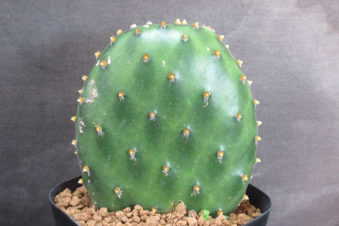 楽天市場】ウチワサボテン オプンチア サンタリタ : plant life