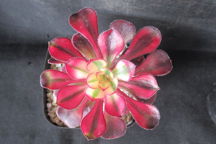 楽天市場】【ソノタ】 シェーン・ボーデン 『No.5 CHANEL／CHANEL