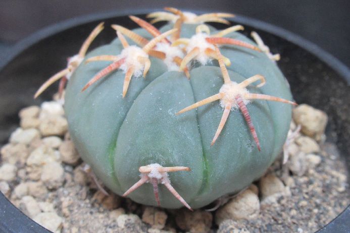Echinocactus horizonthalonius 白刺翠平丸 サボテン | plants
