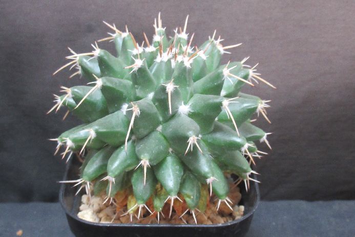 楽天市場】狂刺金鯱 : さぼてん＆たにく とげ家