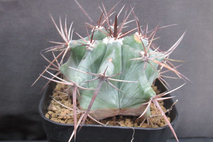 楽天市場】弁慶柱 : さぼてん＆たにく とげ家