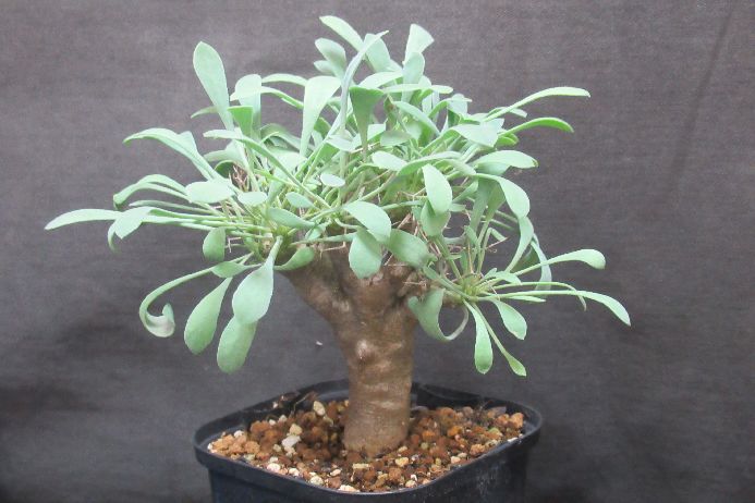 楽天市場】【現品】サボテン・ワラシー 8号 A7番 【人気 植物