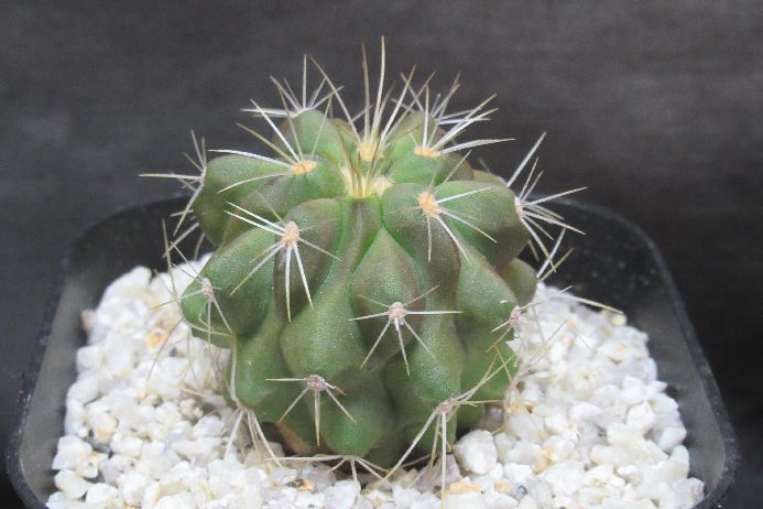 ツンベルギアマイソレンシス　レア　希少 ツンベルギア マイソレンシスの一覧｜🍀GreenSnap（グリーンスナップ）