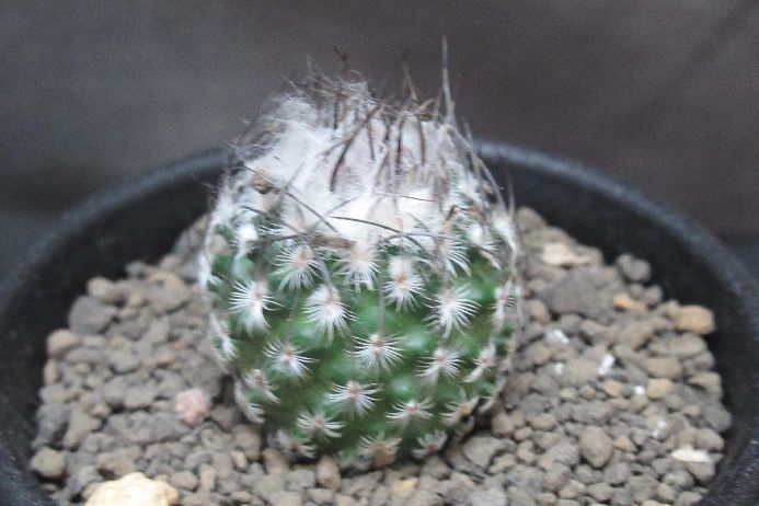 楽天市場】ツンベルギア（マイソレンシス） : 日本花卉ガーデン