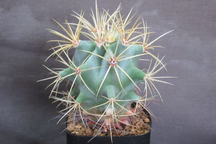 楽天市場】サボテン（王冠竜：オウカンリュウ） 5号 黒色 プラスチック